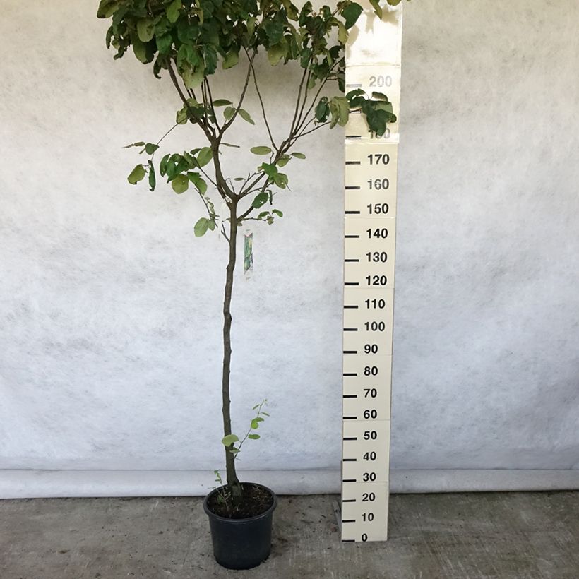 Quince Champion - Cydonia oblonga 7.5L/10L pot, Half standard sample as delivered in summer