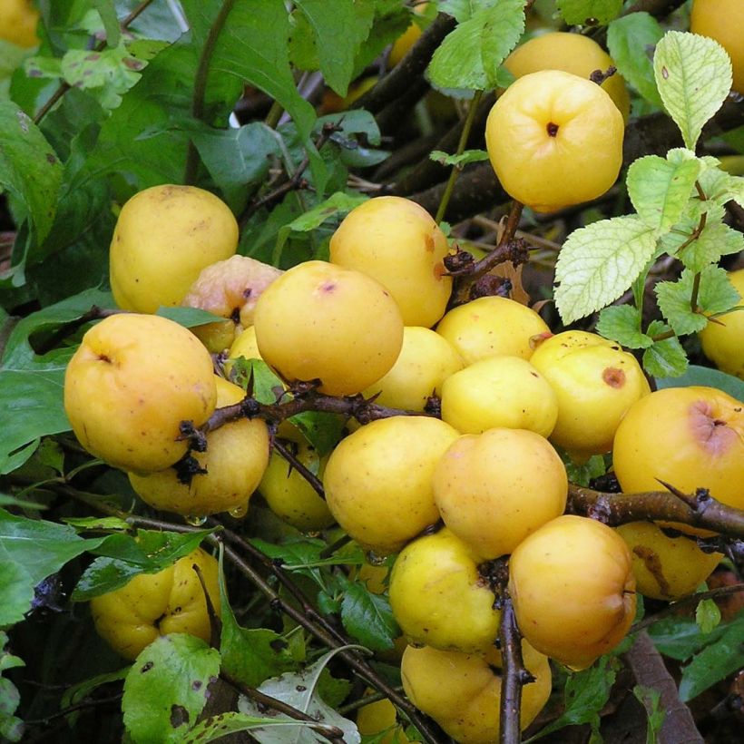 Chaenomeles japonica Cido - Flowering Quince (Harvest)