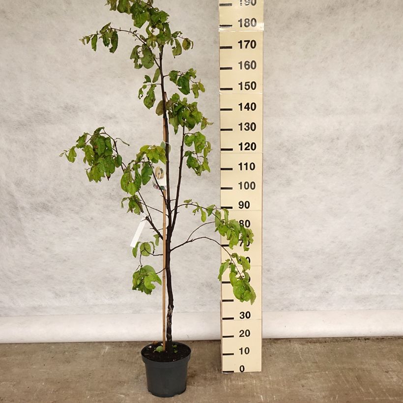 Common Quince Vranja - Cydonia oblonga 7.5L/10L pot sample as delivered in spring