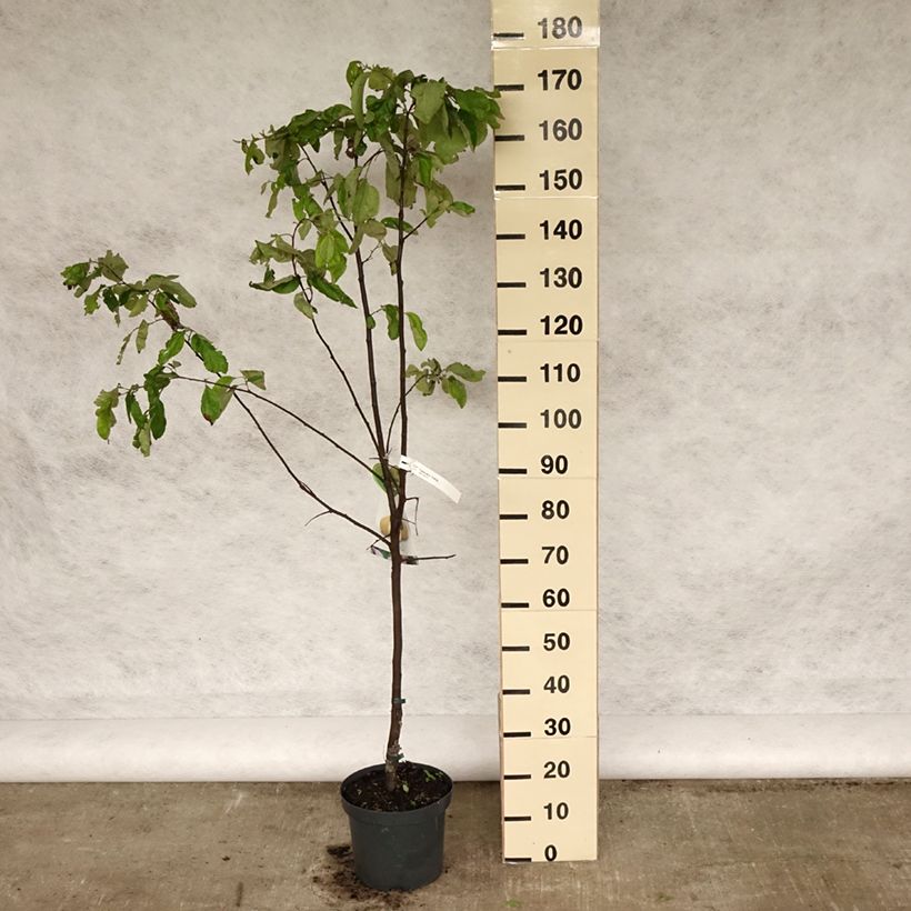 Common Quince Vranja - Cydonia oblonga 7.5L/10L pot sample as delivered in spring
