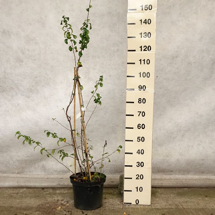 Chaenomeles superba Cameo - Flowering Quince 7.5L/10L pot sample as delivered in autumn