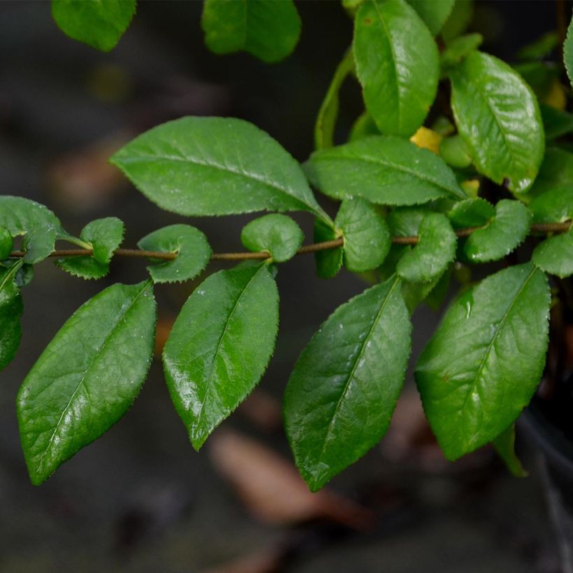 Chaenomeles speciosa Kinshiden - Flowering Quince (Foliage)