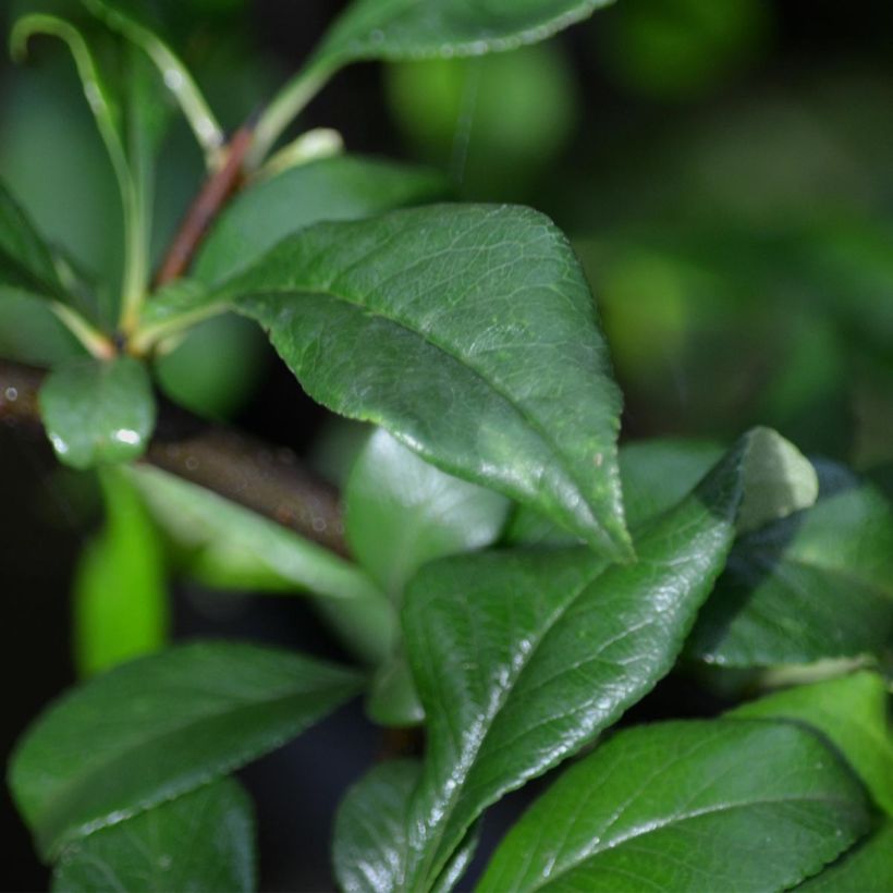 Chaenomeles speciosa Fire dance - Flowering Quince (Foliage)