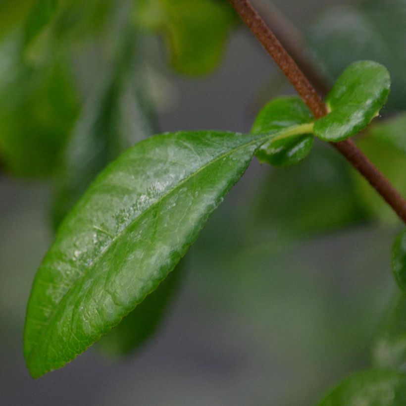 Chaenomeles speciosa Friesdorfer - Flowering Quince (Foliage)