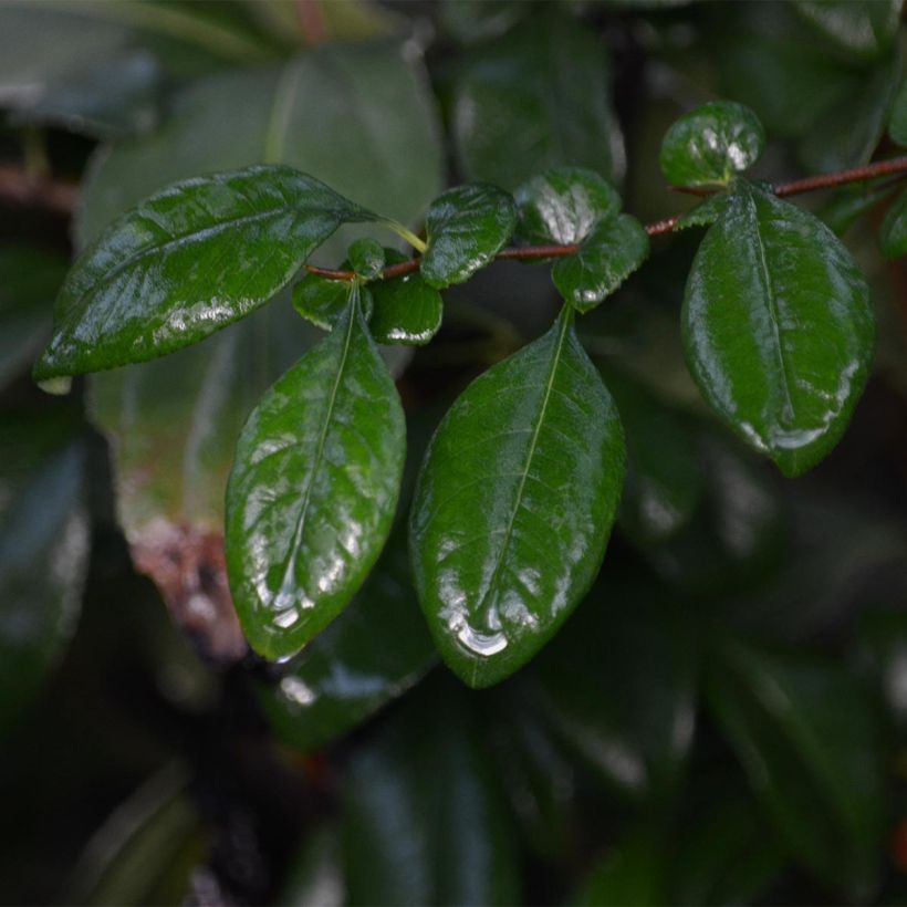 Chaenomeles speciosa Hot Fire - Flowering Quince (Foliage)