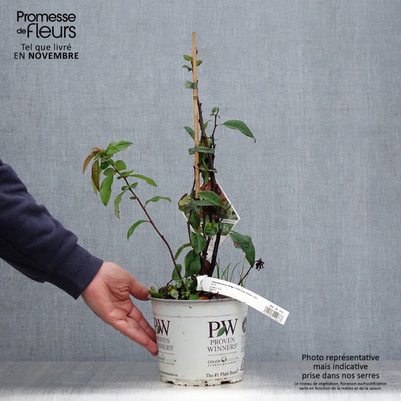 Chaenomeles speciosa Mango Storm - Flowering Quince 3L/4L pot sample as delivered in autumn
