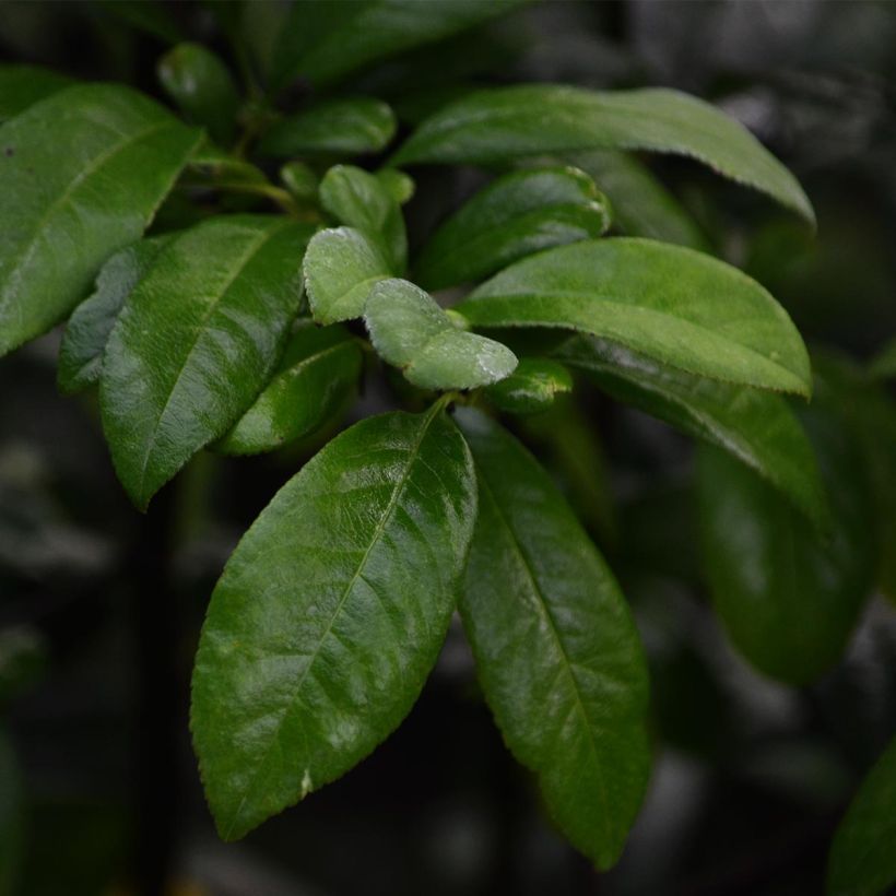 Chaenomeles speciosa Nivalis - Flowering Quince (Foliage)