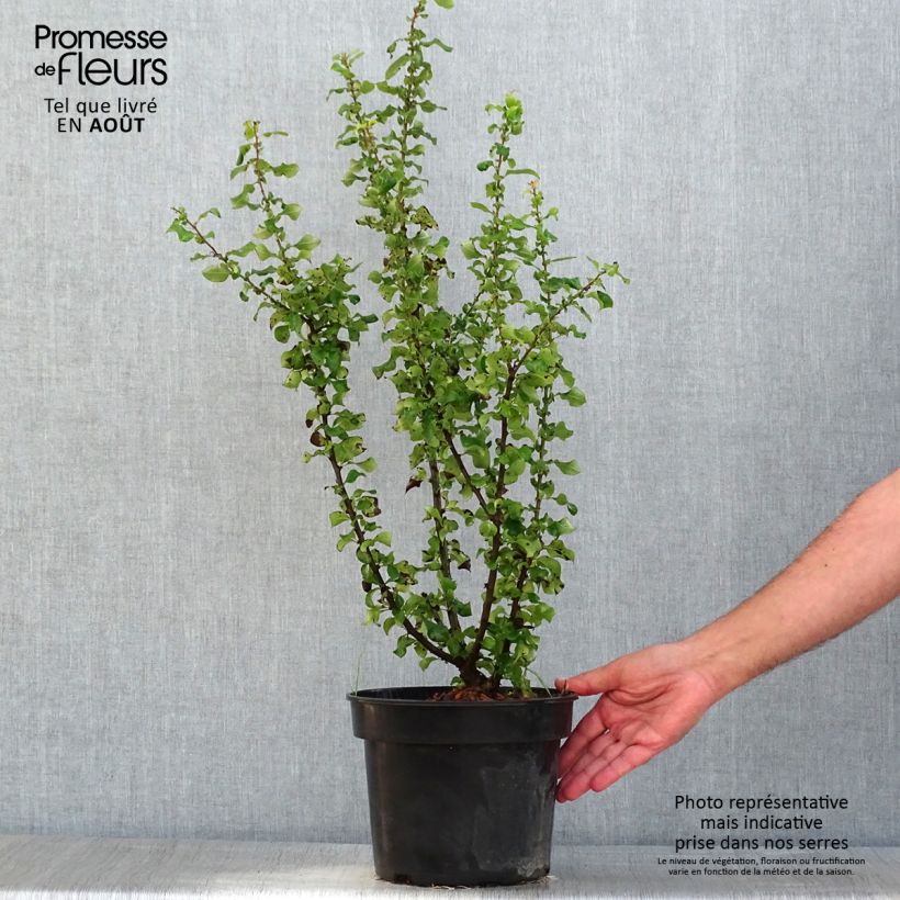 Chaenomeles speciosa Red Kimono Ainoomoi - Flowering Quince 4L/5L pot sample as delivered in summer