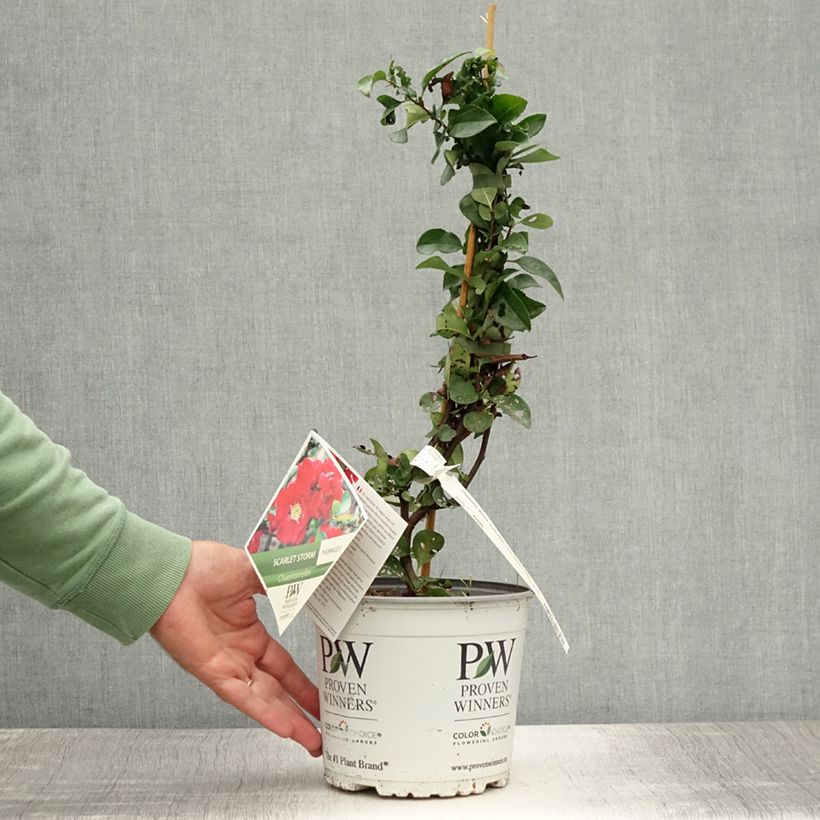 Chaenomeles speciosa Scarlet Storm - Flowering Quince 3L/4L pot sample as delivered in summer