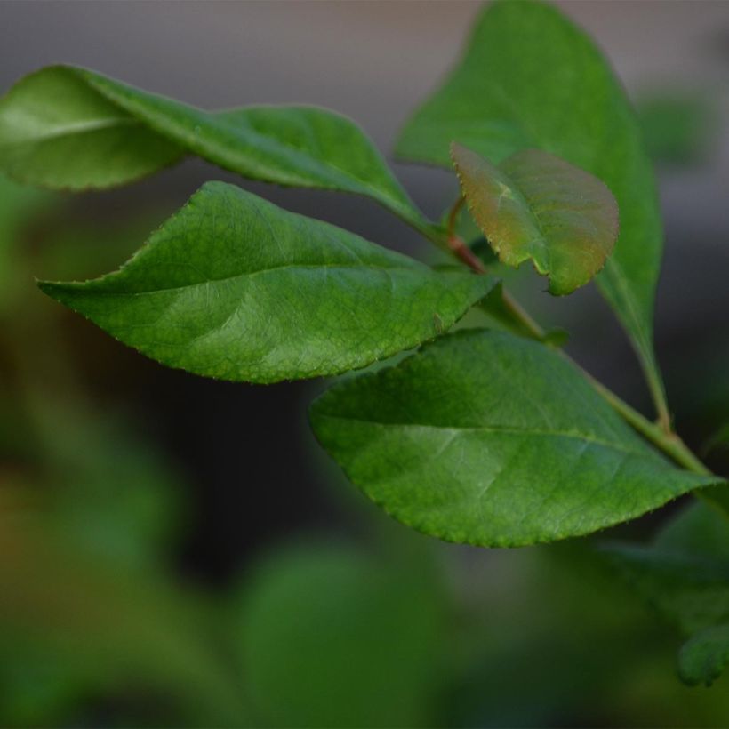 Chaenomeles superba Jet Trail - Flowering Quince (Foliage)