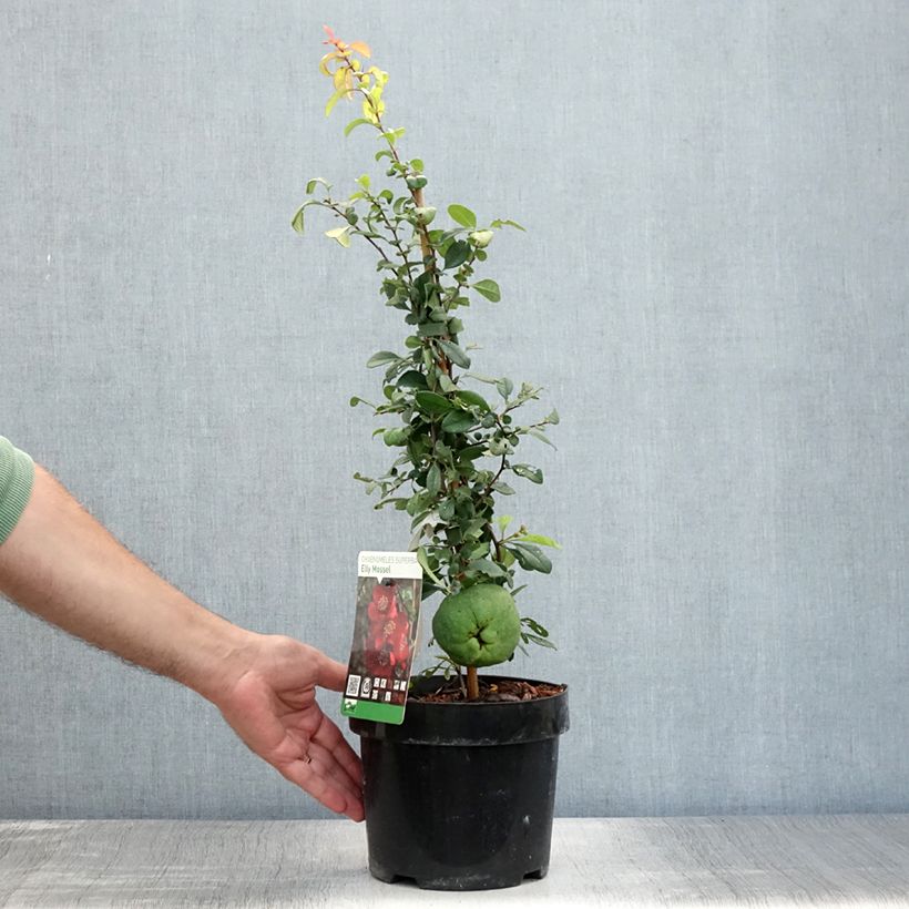 Chaenomeles superba Elly Mossel - Flowering Quince 2L/3L pot sample as delivered in summer