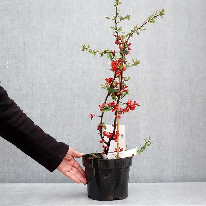 Chaenomeles superba Elly Mossel - Flowering Quince 2L/3L potShipped height around 40/50cm sample as delivered in spring