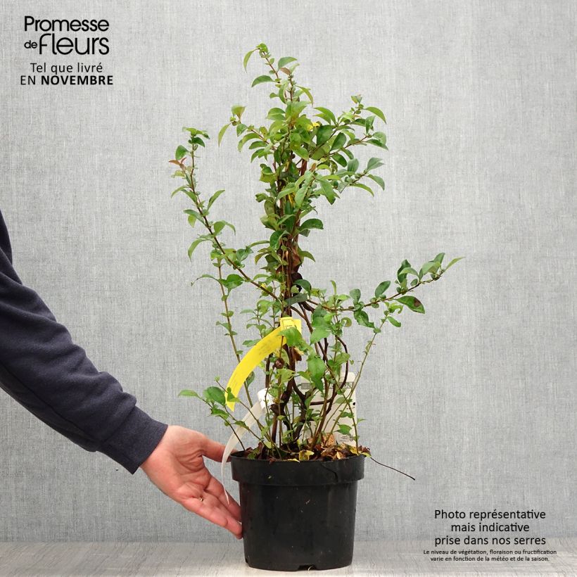 Chaenomeles superba Texas Scarlet - Flowering Quince 2L/3L pot sample as delivered in autumn