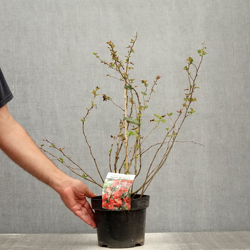 Chaenomeles superba Texas Scarlet - Flowering Quince 2L/3L pot sample as delivered in summer
