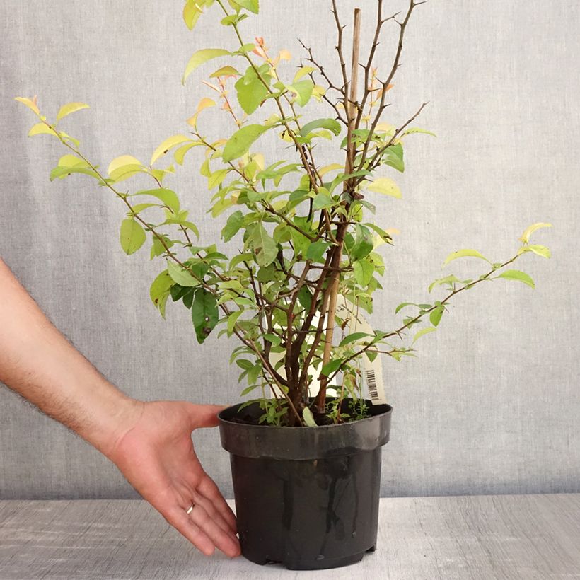 Chaenomeles superba Clementine - Flowering Quince 3L/4L pot sample as delivered in summer