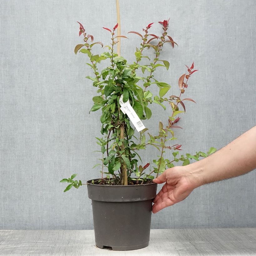 Chaenomeles spathulifolium Eximia - Flowering Quince 4L/5L pot sample as delivered in summer