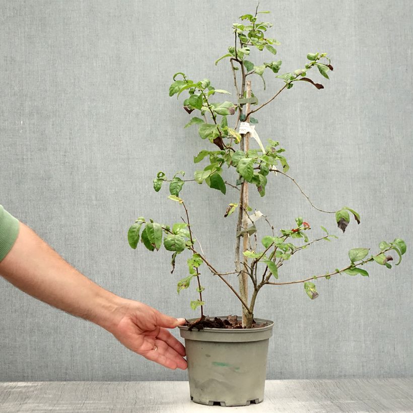 Chaenomeles speciosa Falconnet Charlet - Flowering Quince 2L/3L pot sample as delivered in summer