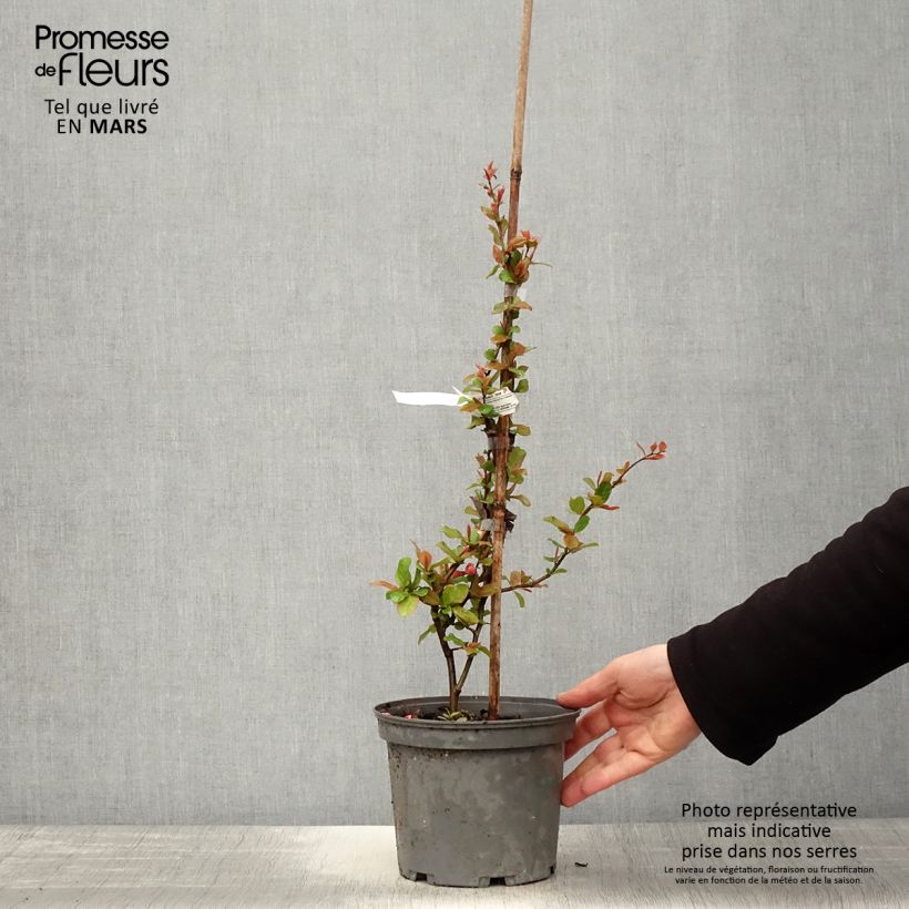 Chaenomeles speciosa Falconnet Charlet - Flowering Quince 2L/3L potShipped height around 30/40cm sample as delivered in spring