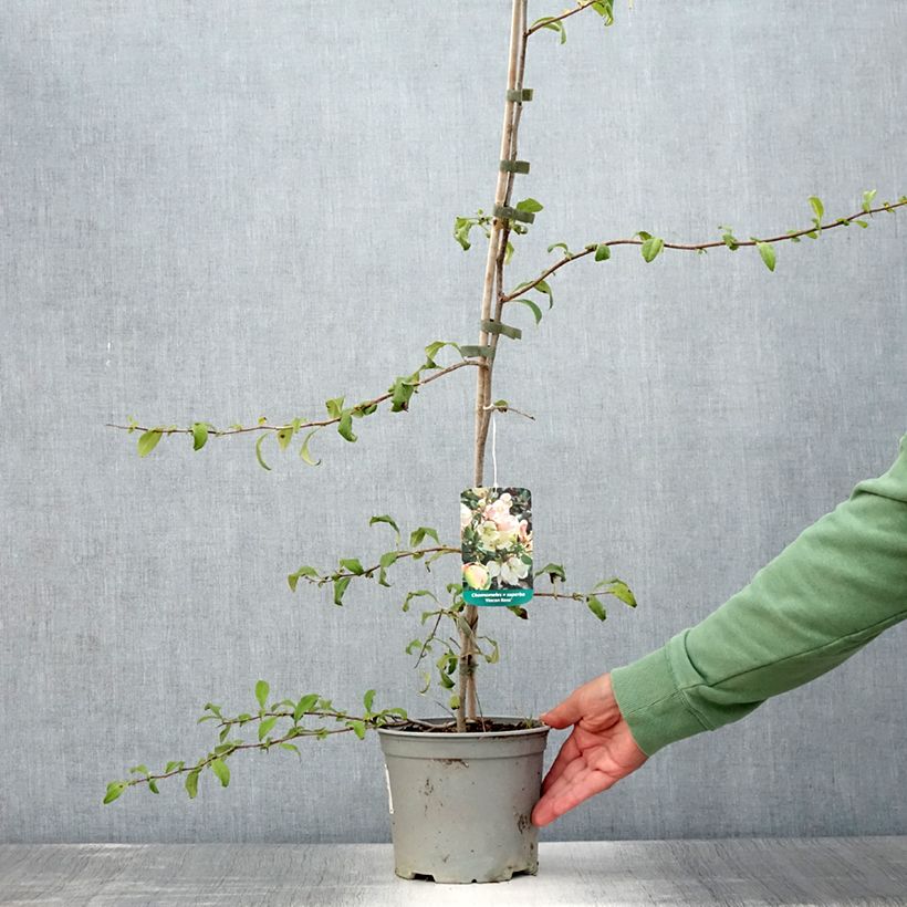 Chaenomeles speciosa Flocon Rose - Flowering Quince 3L/4L pot sample as delivered in summer
