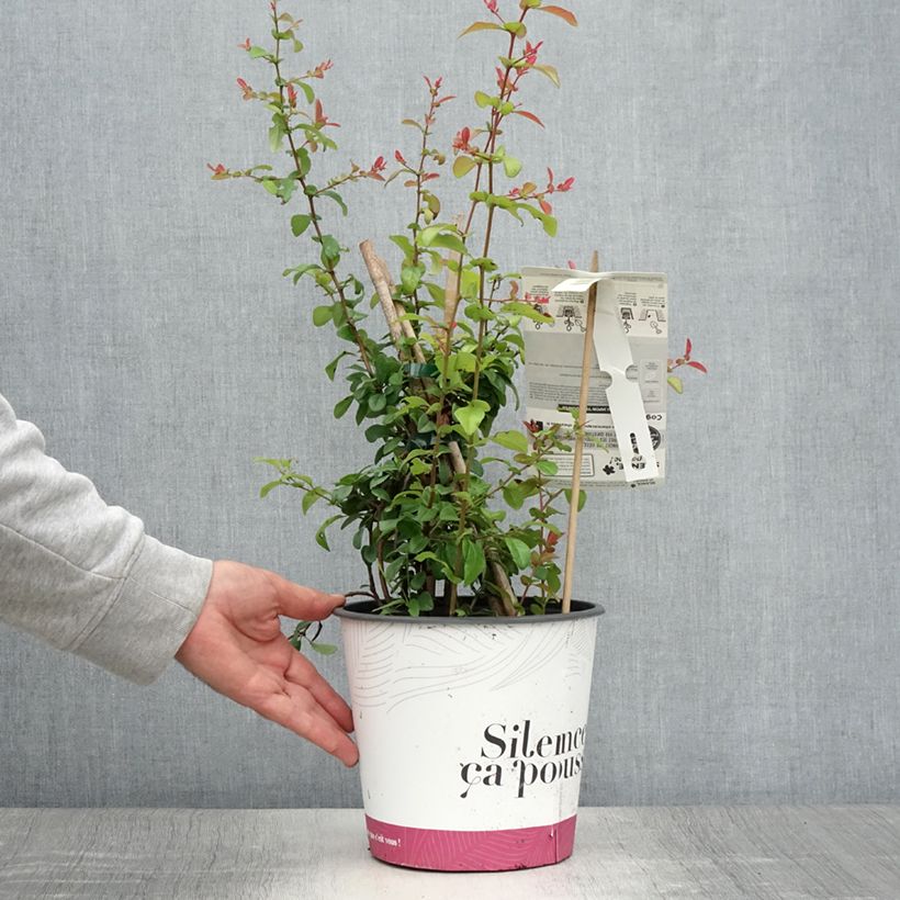 Chaenomeles speciosa Friesdorfer - Flowering Quince 3L/4L pot sample as delivered in summer