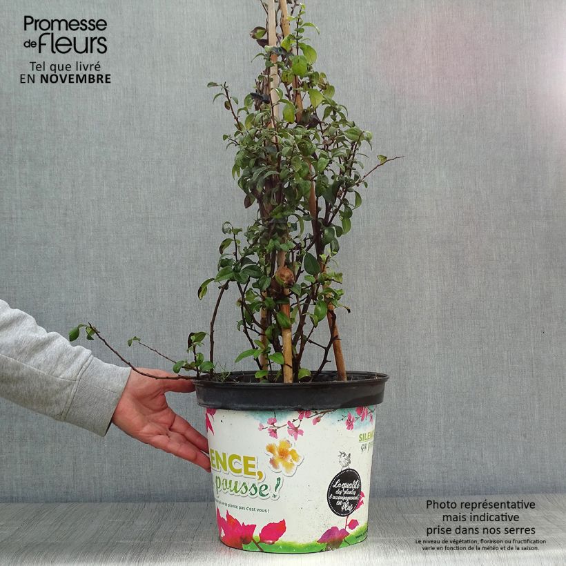 Chaenomeles speciosa Friesdorfer - Flowering Quince 7.5L/10L pot sample as delivered in autumn