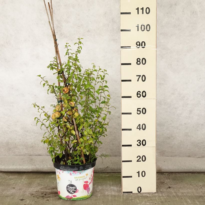 Chaenomeles speciosa Friesdorfer - Flowering Quince 7.5L/10L pot sample as delivered in summer