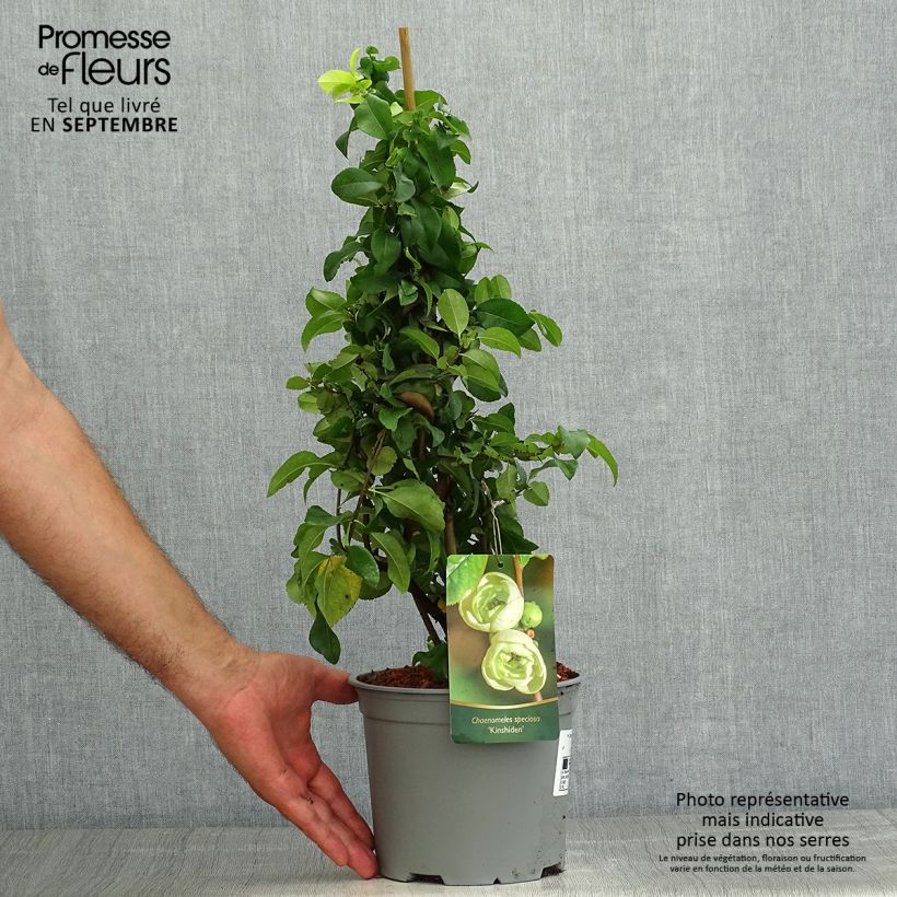 Chaenomeles speciosa Kinshiden - Flowering Quince 3L/4L pot sample as delivered in summer