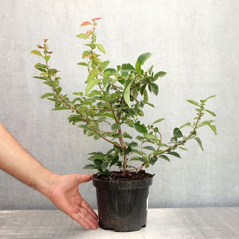 Chaenomeles superba Nicoline - Flowering Quince 2L/3L pot sample as delivered in summer