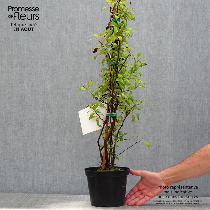 Chaenomeles speciosa Nivalis - Flowering Quince 2L/3L pot sample as delivered in summer