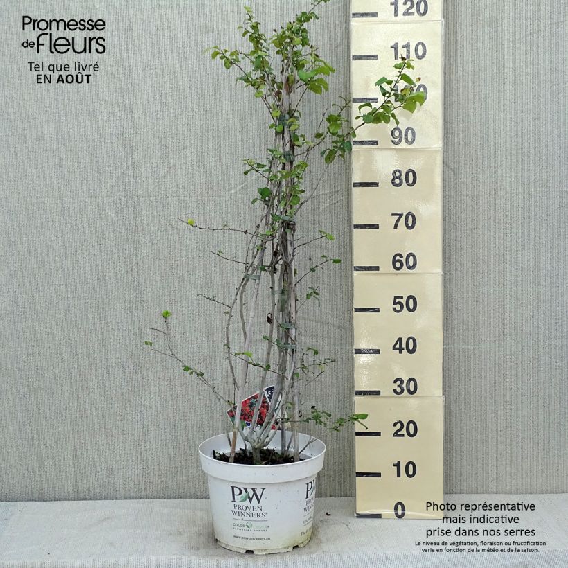 Chaenomeles speciosa Orange Storm - Flowering Quince 7.5L/10L pot sample as delivered in summer