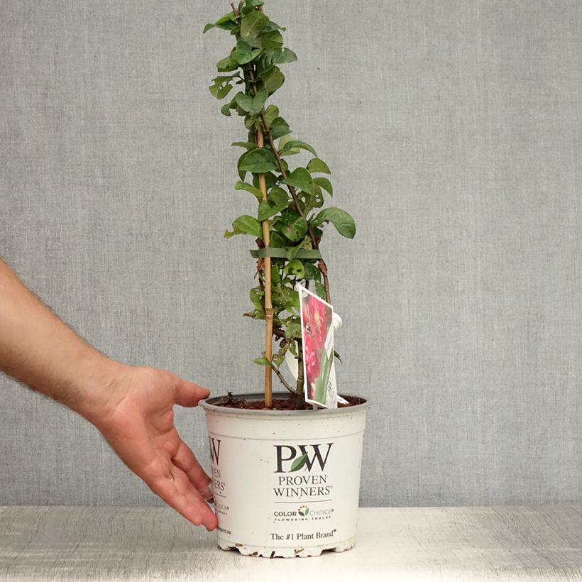 Chaenomeles speciosa Pink Storm - Flowering Quince 2L/3L pot sample as delivered in summer