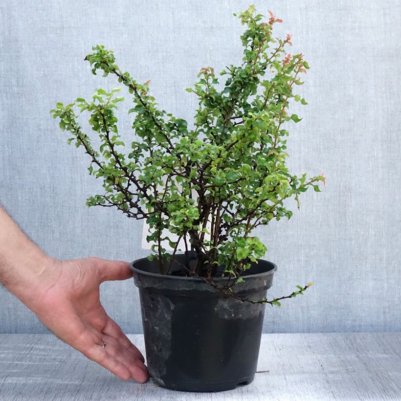 Chaenomeles superba Red Joy - Flowering Quince 2L/3L pot sample as delivered in summer