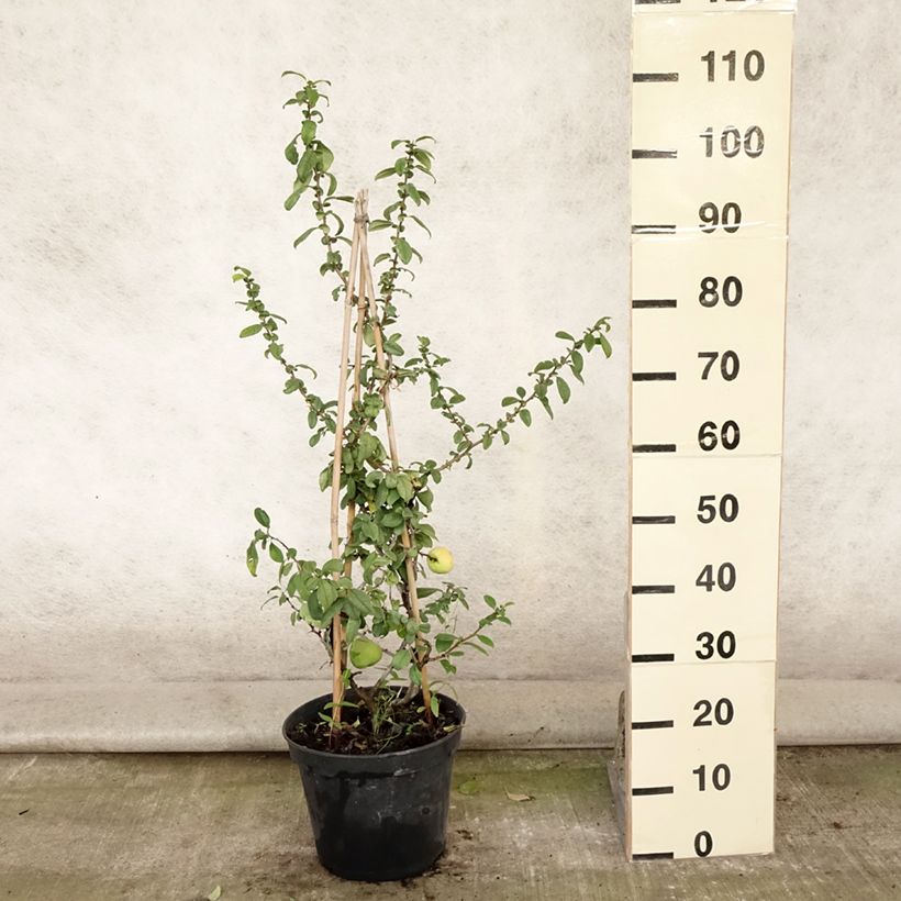 Chaenomeles speciosa Rubra - Flowering Quince 7.5L/10L pot sample as delivered in summer