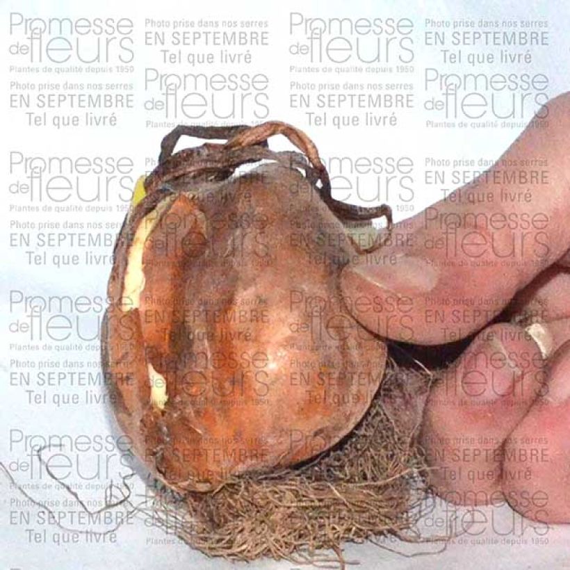 Example of Colchicum autumnale Alboplenum - Autumn crocus Bulb size 13+ specimen as delivered