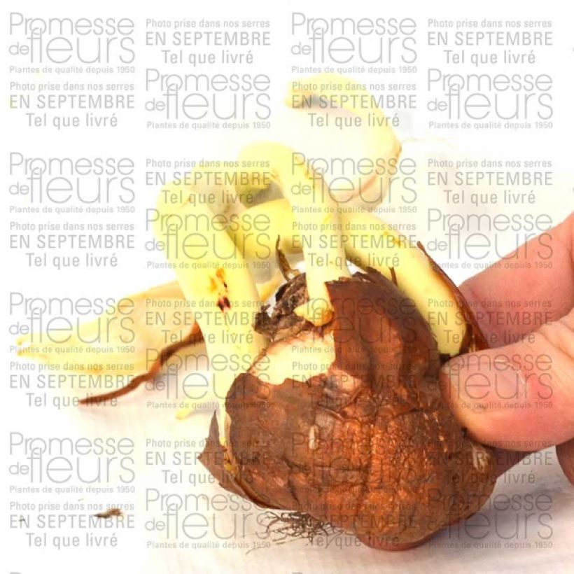 Example of Colchicum Autumnale Major - Autumn crocus specimen as delivered