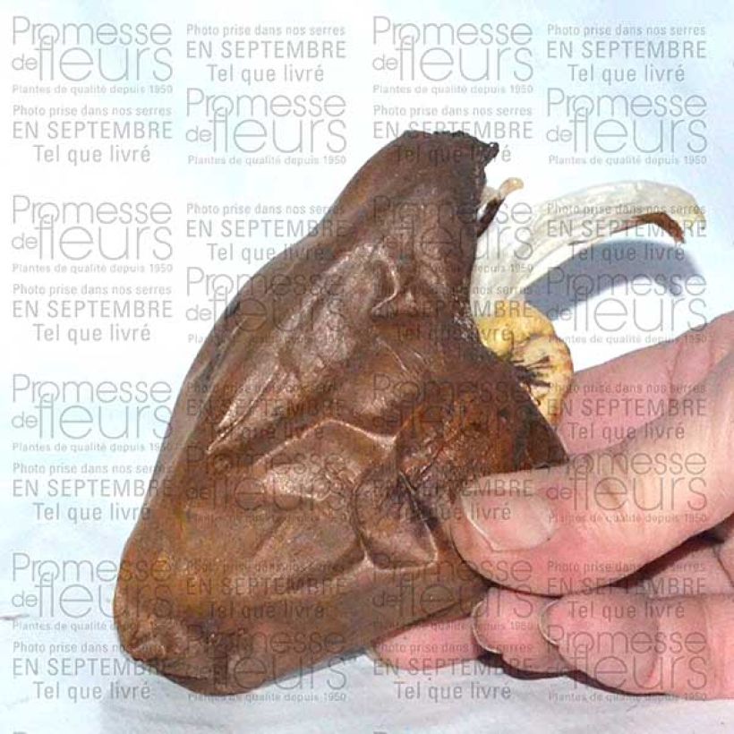Example of Colchicum speciosum Album - Autumn crocus Bulb size 14+ specimen as delivered