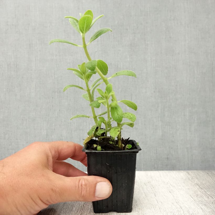 Coleus canina - deters dogs and cats - anti-cat plant 7/8 cm pot sample as delivered in summer