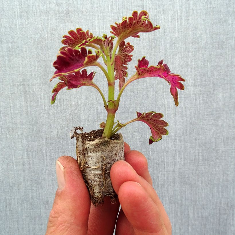 Coleus Vulcan sample as delivered in spring