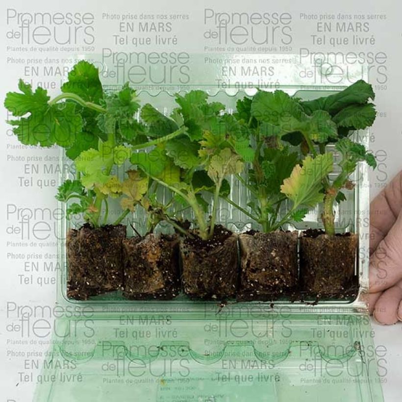 Example of Collection of 5 scented Geraniums specimen as delivered