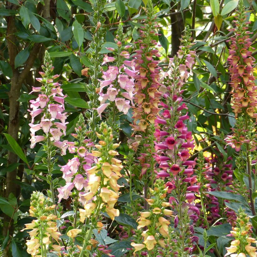 Collection of 3 Digitalis Digiplexis Illumination Hybrids (Flowering)