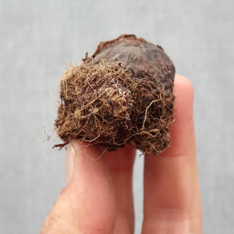 Colocasia esculenta Black magic Bulb size I sample as delivered in spring