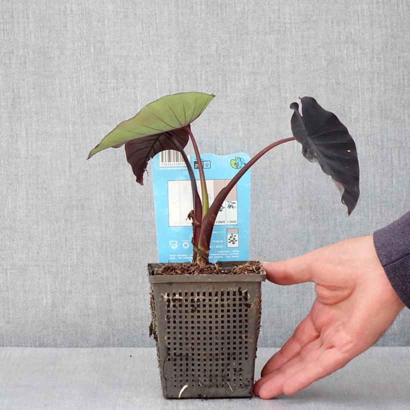 Colocasia esculenta Black magic 8/9 cm pot sample as delivered in spring