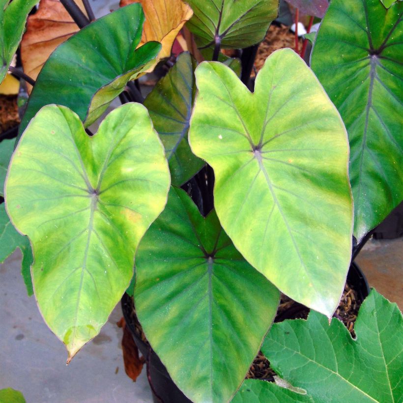 Colocasia esculenta Black Stem (Foliage)