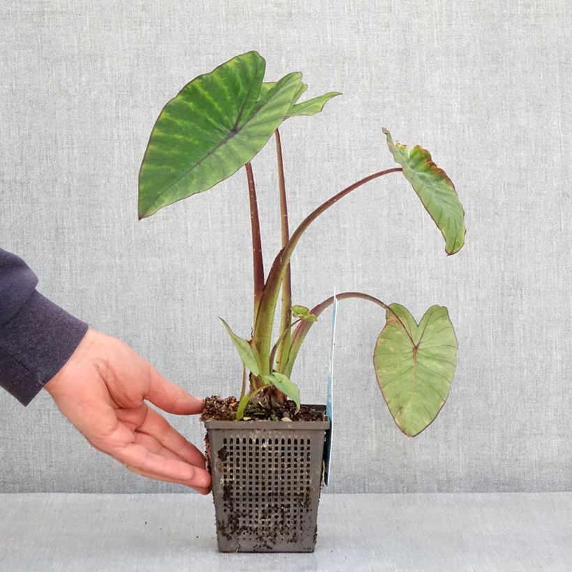 Colocasia esculenta Fontanesii - Elephant Ears 8/9 cm pot sample as delivered in spring