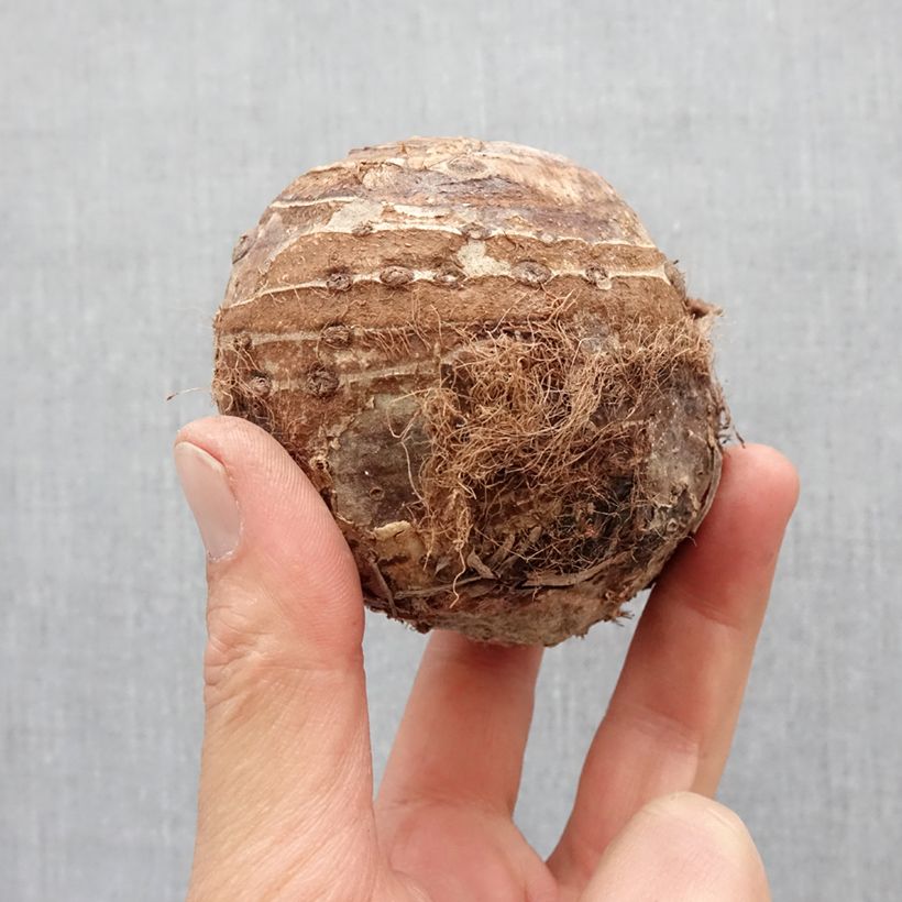 Colocasia esculenta - Elephant Ears Bulb size 32+ sample as delivered in spring