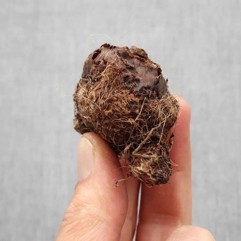 Colocasia Hawaiian Punch - Elephant Ears Bulb size I sample as delivered in spring