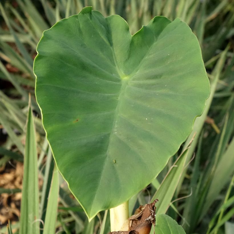 Colocasia esculenta Jacks Giant (Foliage)