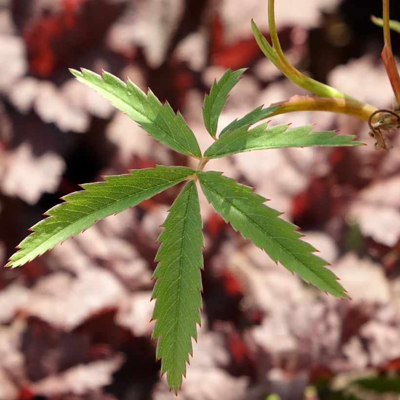 Comarum palustre (Foliage)