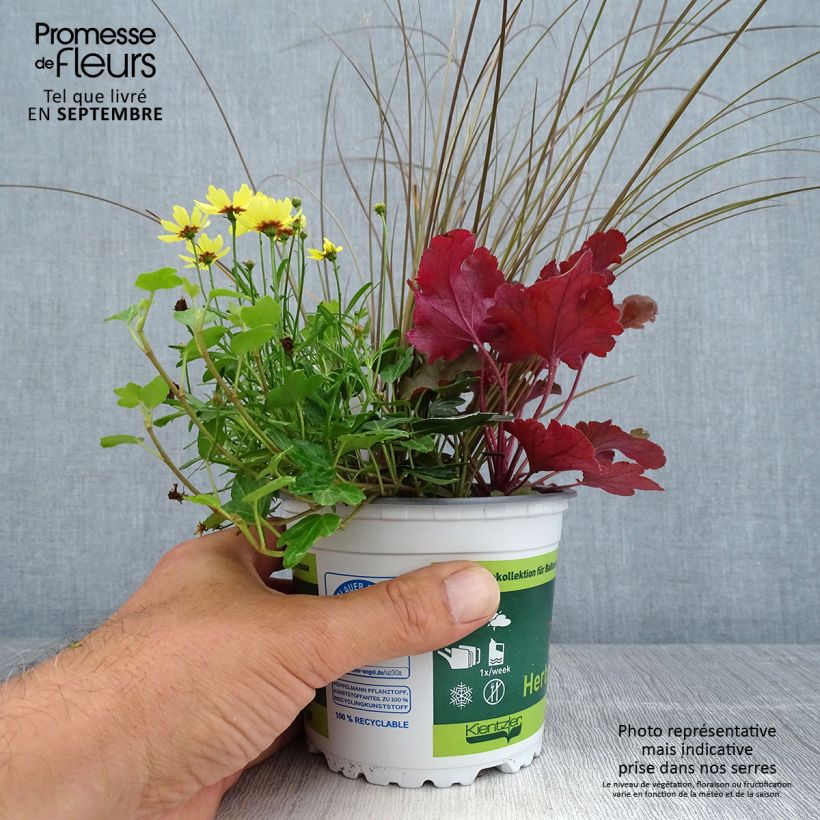 Joyful Plant Composition - collection of 4 young plants 12cm pot sample as delivered in autumn