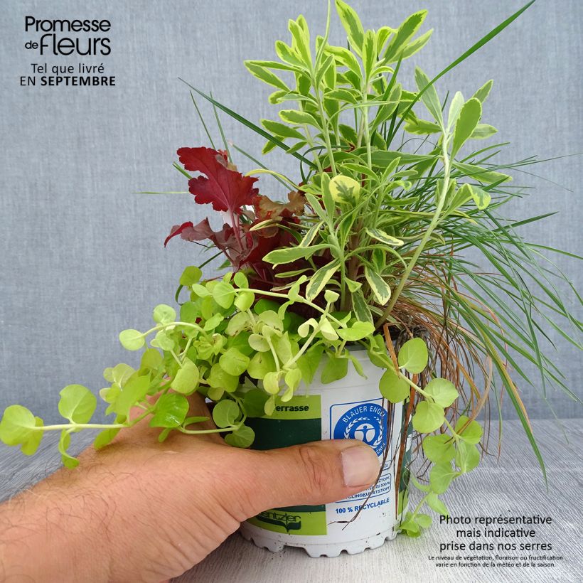 Autumn light composition - collection of 4 young plants 12cm pot sample as delivered in autumn
